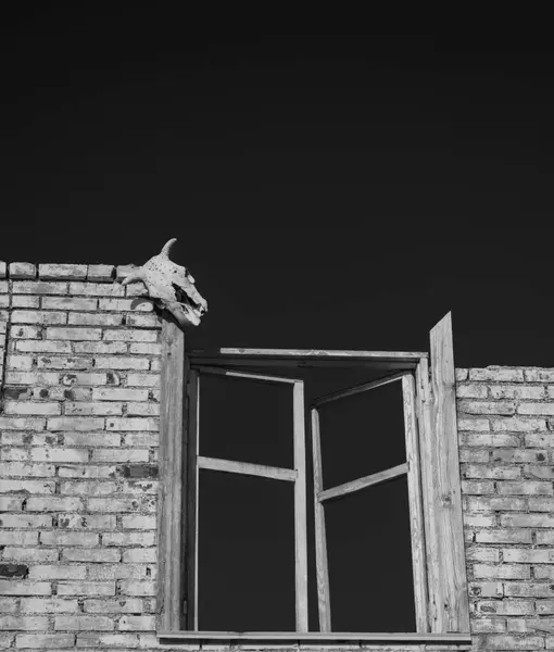 Bir hayvan kafatasının siyah beyaz fotoğrafı
