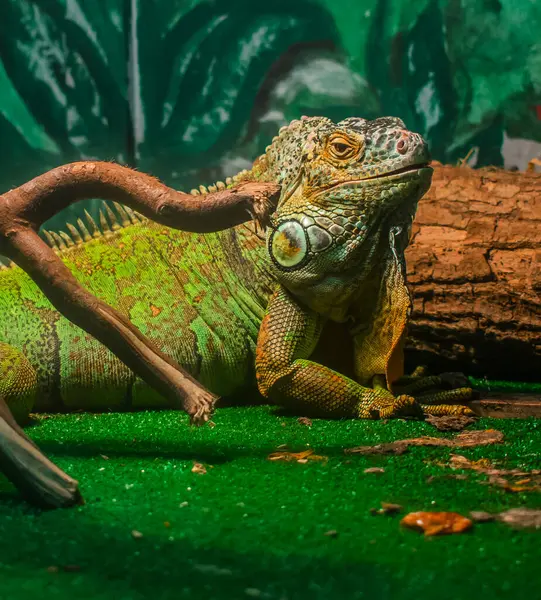 bir teraryumda yeşil iguana