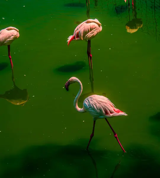 pembe flamingo göl