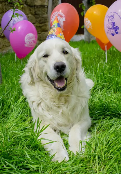 mutlu bir köpek portresi