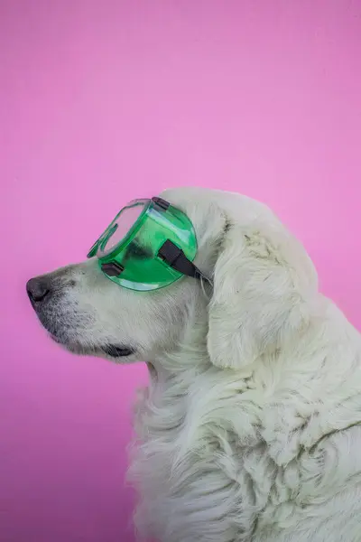 Tıbbi koruyucu kasklı köpek. 