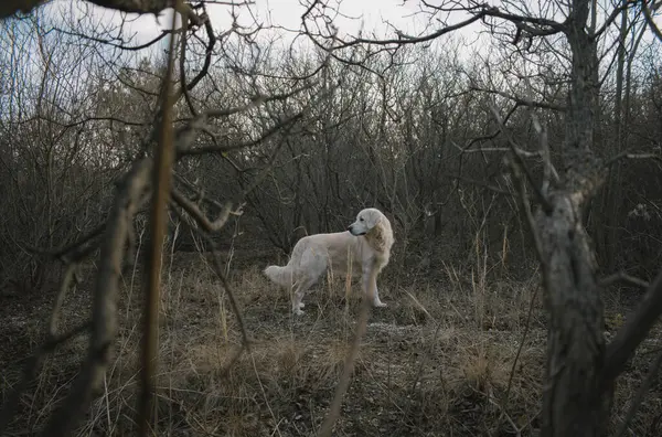 Ormandaki köpek. Nova Scotia ördek paralı av köpeği. Doğa, tatlım.