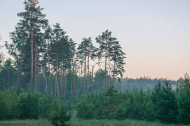 Akşam güneşinde ormanın arka planında çam ağaçları