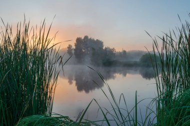 Nehir ve ormanla dolu güzel bir sabah manzarası