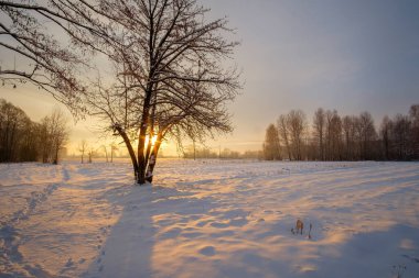 Güzel kış manzarası. Ormanda karla kaplı ağaçlar