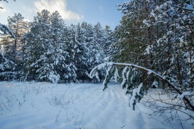 Kar - güneşli bir günde kış ormanı kaplandı