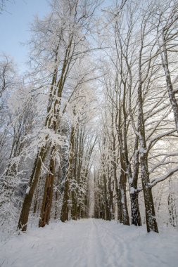 Kar - karlı bir ormandaki ağaçlar, kış manzarası.