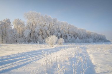 Karlı kış manzarası - ağaçlar ve buzla kaplı