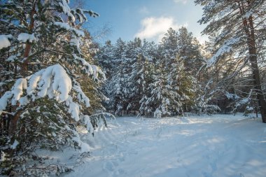 Kış mevsiminde güzel karlı orman