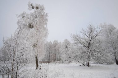 Karla kaplı ağaçlarla kaplı kış manzarası