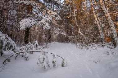 Kış orman karla kaplı.