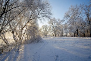 Kış orman manzarası. Kar altında uzun ağaçlar. Ocak ayının soğuk günü parkta.