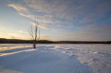 Karla kaplı ağaçlarla kaplı kış manzarası