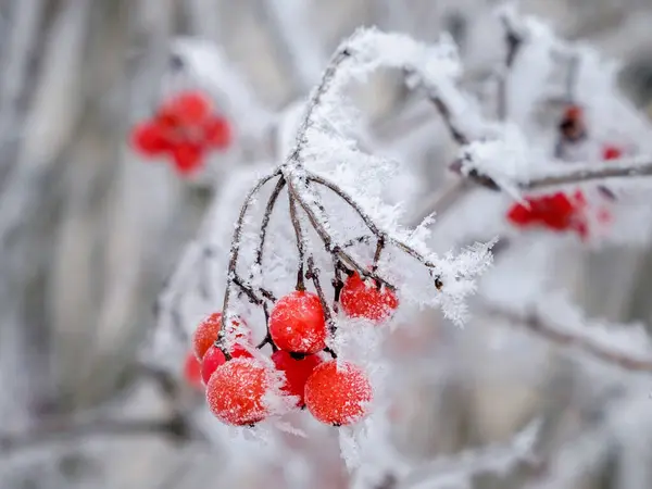 Karda kırmızı kartopu