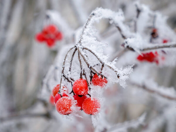 red viburnum in the snow