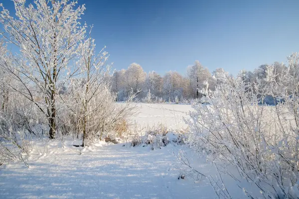 Ormandaki kış manzarası çok karlı.