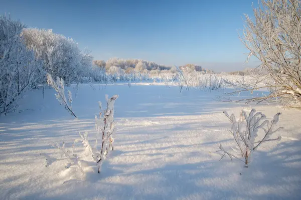 Kış orman manzarası. Kış doğası, Rusya.
