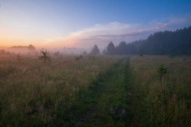 Yazın yeşil bir ormanın üzerinde gün doğumu