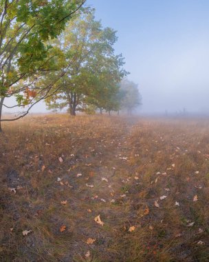 Ağaçlar ve yapraklarla dolu sonbahar manzarası