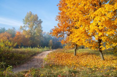 Ormanda renkli bir yolu olan sonbahar manzarası