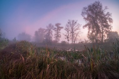 Ağaçlar ve ormanlarla dolu güzel sonbahar manzarası