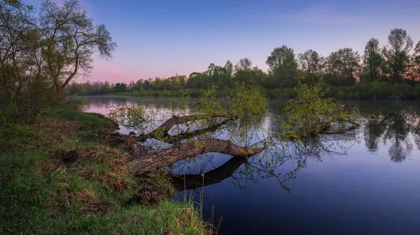 Ormanda ağaçlar olan güzel bir nehir..