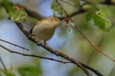 Güzel kuş çekim kadar kapatın