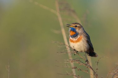 Bir ağacın dalındaki kuş.