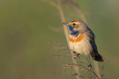 Doğadaki güzel kuş