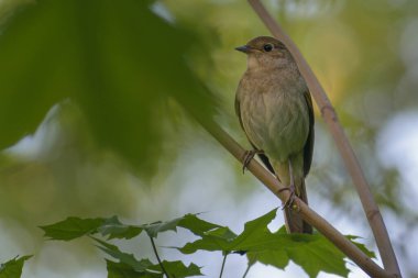 Kuşun doğaya bakışı, vahşi yaşam konsepti