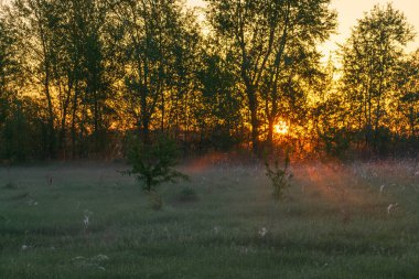 bir ormanda günbatımı