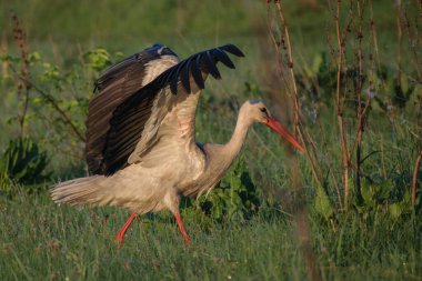 Çayırdaki beyaz leylek (ciconia ciconia)