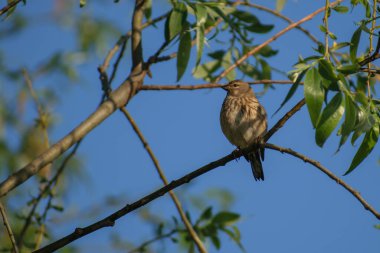 Yaygın kırmızıbaşlangıç (phophourus ochruurus) ilkbaharda bir dalda