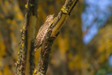 Avrupa 'nın en güzel kahverengi sincabı doğadaki bir ağaçta.