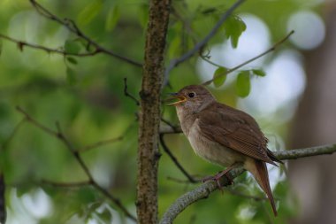 Ormandaki ağaçtaki kuş.