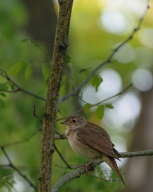 Şirin bir kuşun yakın plan fotoğrafı.