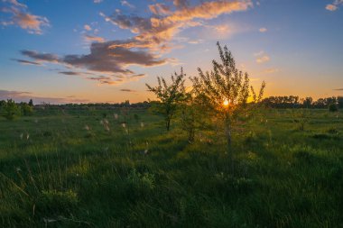 Ormanda yeşil gün batımı