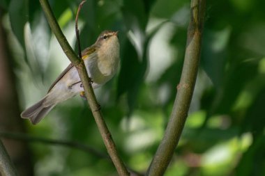 Bir kuşun yakın plan çekimi.