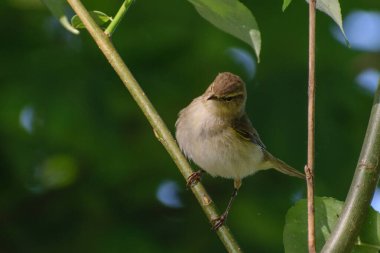 Bir ağacın dalındaki kuş.