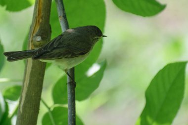 Ormandaki bir dalda küçük bir kuşun yakın çekimi.