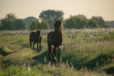 Gün batımında bir tarlada koşan atlar.