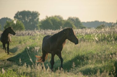 At mera üzerinde çalışan