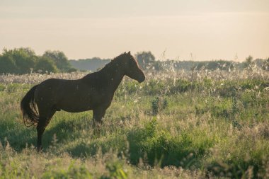 At tarlada otluyor. yaz gün batımı.