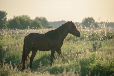 At tarlada, hayvan hayvanlar hayvan