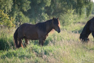 Kırsaldaki tarlada atlar