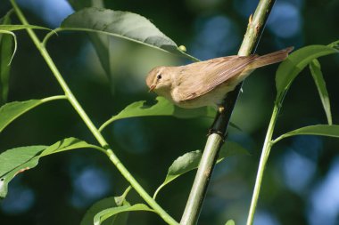 Bulanık bir geçmişi olan bir daldaki kuşun yakın çekimi.