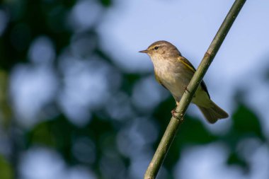 Ağaca tünemiş küçük bir kuş..