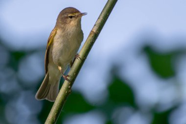 Bir ağacın dalındaki kuş.