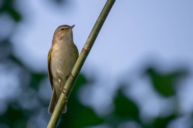 Bir ağacın dalındaki kuş.