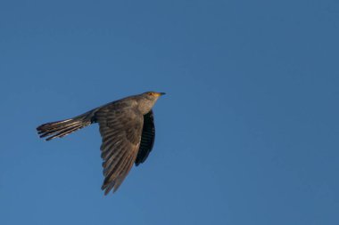Sıradan akbaba, buteo buteo, uçan kuş